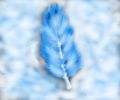 20040603_883_Feather_and_the_snow.png