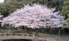 20050828_350_sakura-mankai-1.jpg