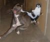 20051018_455_fight.jpg