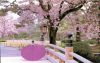 20051201_976_cherry_blossom_in_japan.jpg