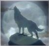 20060829_994_wolfsrain-silhouette.jpg