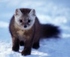 20071209_476_Marten_2.jpg